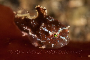Juvenile spiny pacific lumpsucker (just over 1cm).
Redon... by Tom Radio 